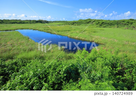 【沖縄県】快晴の池間湿原（宮古島） 140724989