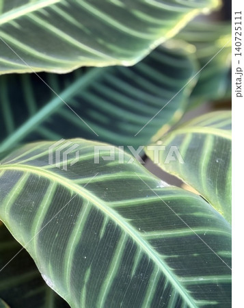 Closeup of large green tropical leaves creating a natural background with striped patterns Closeup of large green tropical leaves creating a natural background with striped patterns 140725111