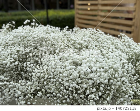 White babys breath flowers in garden setting, perfect for background use with floral theme 140725118