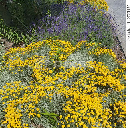 Bright landscape flowerbed with blooming yellow santolina and purple lavender along a city path. Beautiful summer garden Bright landscape flowerbed with blooming yellow santolina and purple lavender along a city path. Beautiful summer garden 140725172