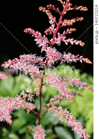 ピンク色のアスチルベの花 ピンク色のアスチルベの花 140725214