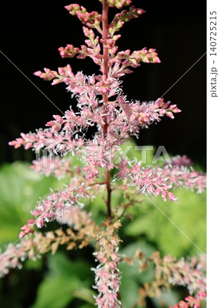 ピンク色のアスチルベの花 ピンク色のアスチルベの花 140725215