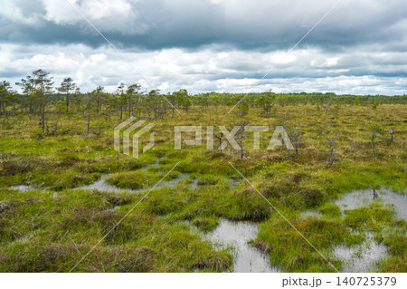 Dunika Bog Wetland Landscape in Latvia with Pools, Peatland Vegetation and Dramatic Cloudy Sky 140725379