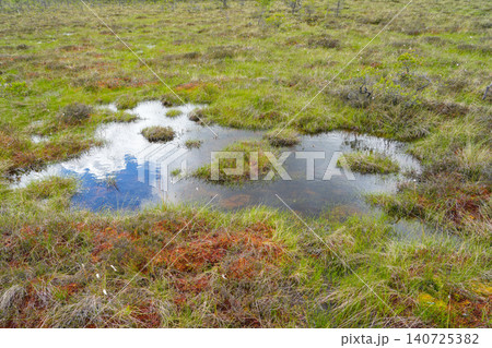 Peatland Pools and Brooks in Dunika Bog Latvia Reflecting Sky in Protected Wetland Landscape View Peatland Pools and Brooks in Dunika Bog Latvia Reflecting Sky in Protected Wetland Landscape View 140725382