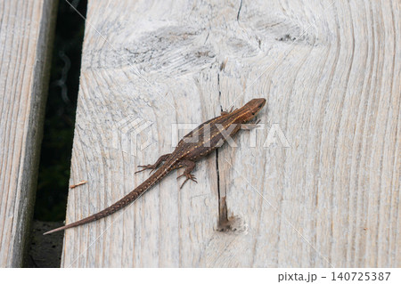 Viviparous Lizard Zootoca Vivipara Resting on Weathered Boardwalk in Latvian Bog Habitat Area 140725387