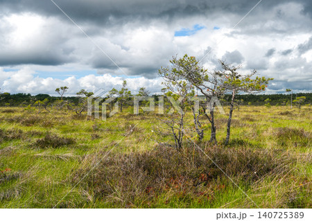 Dunika Swamp Peat Bog Landscape with Bog Pines Beneath Dramatic Clouds in Latvia Nature Scene Dunika Swamp Peat Bog Landscape with Bog Pines Beneath Dramatic Clouds in Latvia Nature Scene 140725389