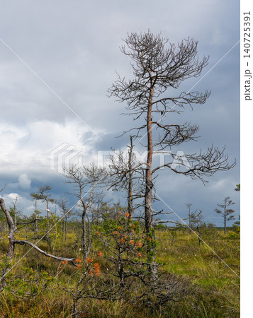 Ancient Pine Trees and Storm Clouds Over Dunika Swamp Peat Bog Landscape in Latvia Nature View Ancient Pine Trees and Storm Clouds Over Dunika Swamp Peat Bog Landscape in Latvia Nature View 140725391