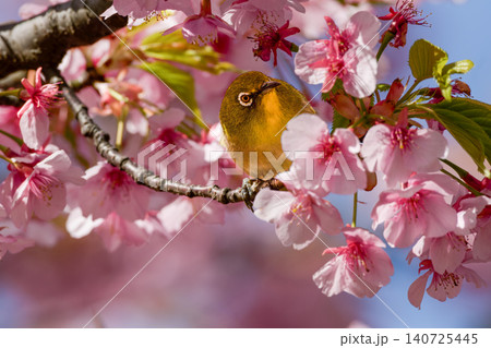 河津桜に包まれて佇むメジロ 河津桜に包まれて佇むメジロ 140725445