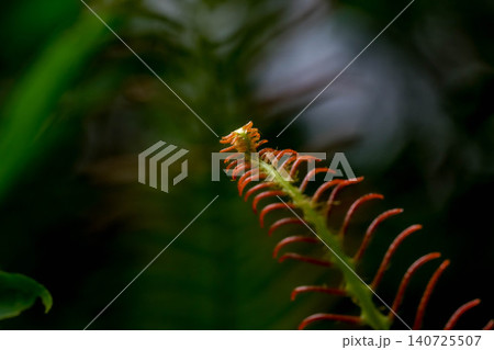 水辺の植物~鎮守の森の中~ 水辺の植物~鎮守の森の中~ 140725507