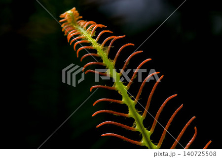 水辺の植物~鎮守の森の中~ 水辺の植物~鎮守の森の中~ 140725508