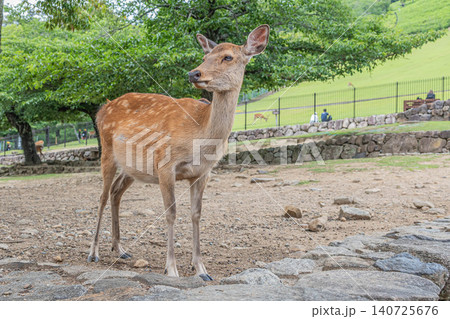 若草山山麓の鹿 奈良公園 若草山山麓の鹿 奈良公園 140725676