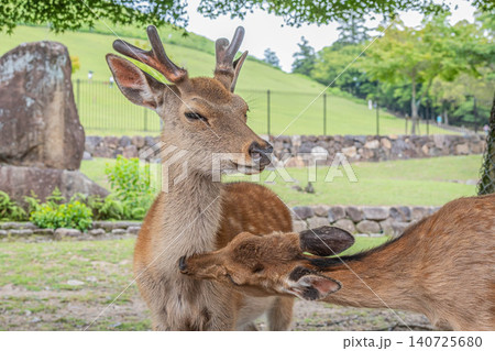 仲間の毛繕いをする鹿 若草山山麓 奈良公園 仲間の毛繕いをする鹿 若草山山麓 奈良公園 140725680