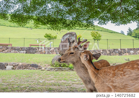 仲間の毛繕いをする鹿 奈良公園 仲間の毛繕いをする鹿 奈良公園 140725682