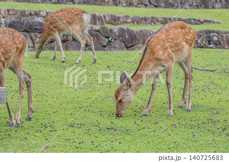 草を食む牝鹿 若草山山麓 奈良公園 草を食む牝鹿 若草山山麓 奈良公園 140725683