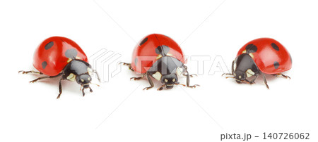 Ladybug on white background Ladybug on white background 140726062