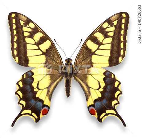 Swallowtail isolated on white Swallowtail isolated on white 140726063