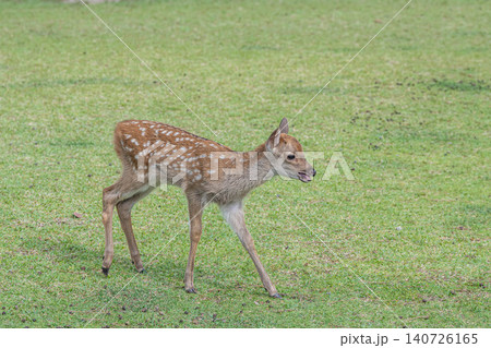 奈良公園の子鹿 奈良公園の子鹿 140726165