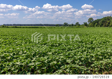 Green agricultural field with young sunflower plants growing Green agricultural field with young sunflower plants growing 140726519