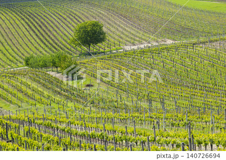Cejkovice vineyard landscape creating endless green rows 140726694