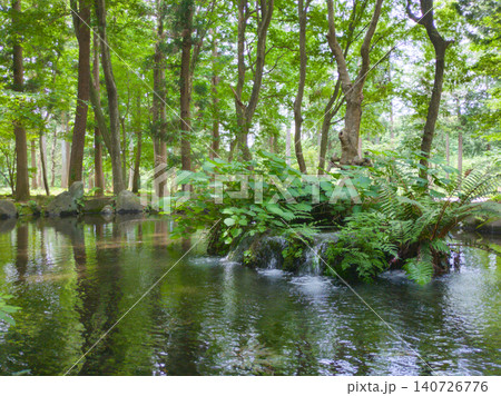 天平の丘公園の池のほとりに湧き出る水源とシダ植物 新緑の森の風景 横位置【天平の丘/栃木】 天平の丘公園の池のほとりに湧き出る水源とシダ植物 新緑の森の風景 横位置【天平の丘/栃木】 140726776