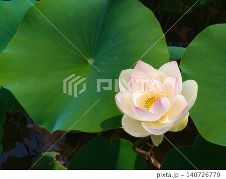 白く淡いピンクの蓮の花のクローズアップ 大きな蓮の葉とコピースペース 横位置【天平の丘/栃木】 白く淡いピンクの蓮の花のクローズアップ 大きな蓮の葉とコピースペース 横位置【天平の丘/栃木】 140726779