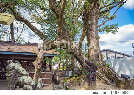 熊本 青井阿蘇神社 神楠 熊本 青井阿蘇神社 神楠 140726806