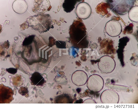 光学顕微鏡で観察したスギ花粉 光学顕微鏡で観察したスギ花粉 140727381