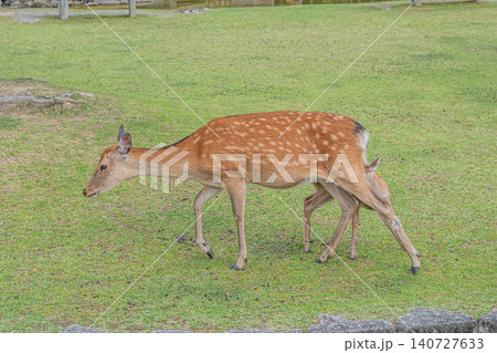 鹿の親子 奈良公園 鹿の親子 奈良公園 140727633