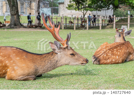 緑地にすわり寛ぐ牡鹿 奈良公園 緑地にすわり寛ぐ牡鹿 奈良公園 140727640