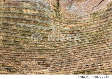 Close Up of Natural Wood Grain Texture with Curved Growth Rings Background Close Up of Natural Wood Grain Texture with Curved Growth Rings Background 140727716