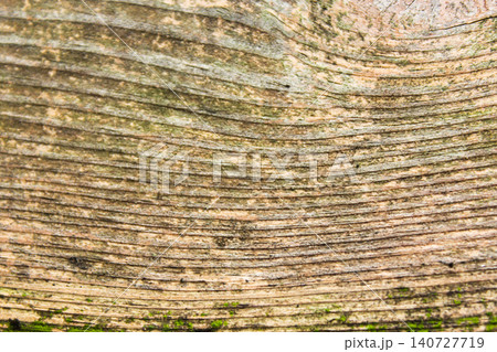 Detailed close up of natural wood grain texture featuring curved growth rings, weathered surface patterns, and earthy tones Detailed close up of natural wood grain texture featuring curved growth rings, weathered surface patterns, and earthy tones 140727719