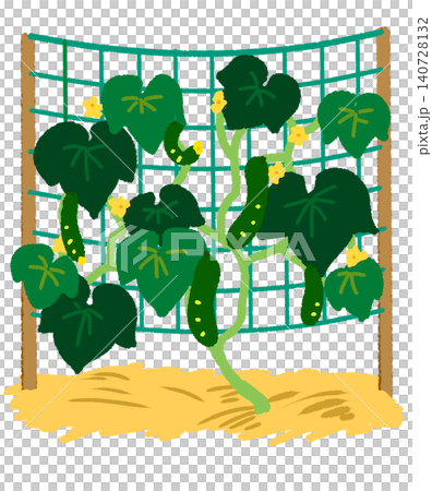Illustration of cucumber cultivation Illustration of cucumber cultivation 140728132