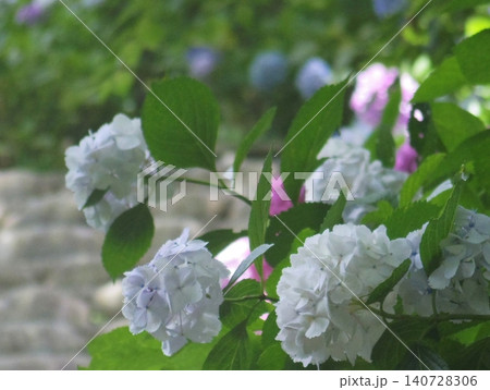 白い紫陽花 白い紫陽花 140728306