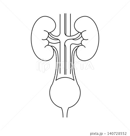 Human kidneys and bladder outline icon on white background Human kidneys and bladder outline icon on white background 140728552