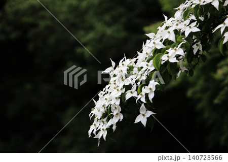 ヤマボウシの花 ヤマボウシの花 140728566