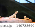 バスキングするフトアゴヒゲトカゲのベビー 140728690