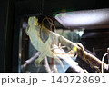 樹上棲ヤモリのお腹 140728691