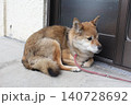 かつて大久野島フェリー乗り場にいた犬 140728692