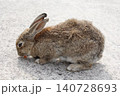 にんじんを食べる野生のウサギ 140728693