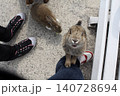 立ち上がってエサをねだる野生のウサギ 140728694