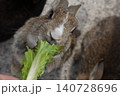 立ち上がってレタスを食べる野生のウサギ 140728696