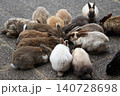 餌を食べるウサギたち 140728698