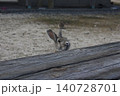 ベンチの向こうから様子を伺うウサギ 140728701