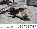 流れ着いた海藻を食べるウサギたち 140728747