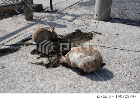 流れ着いた海藻を食べるウサギたち 流れ着いた海藻を食べるウサギたち 140728747