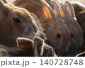 朝日のなかでエサを食べるウサギの集団のアップ 140728748