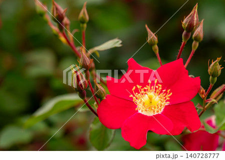 蕾に囲まれた一輪の鮮やかな赤い薔薇の花のクローズアップ 140728777
