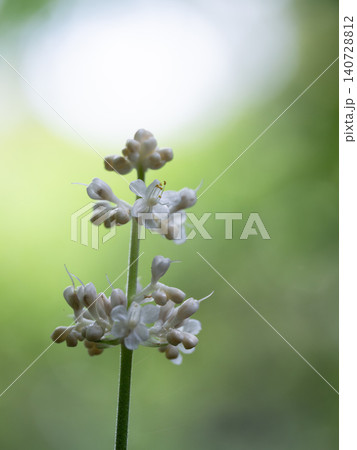 薮茗荷の白い花が咲く 薮茗荷の白い花が咲く 140728812