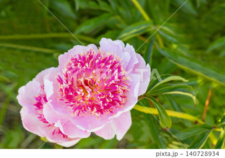 Bright peony flowers bloom in a garden setting during springtime 140728934
