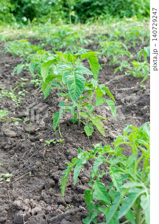 Organic vegetables tomato are being grown in dark soil during the summer. The garden has various plants thriving under sunlight in a backyard setting Organic vegetables tomato are being grown in dark soil during the summer. The garden has various plants thriving under sunlight in a backyard setting 140729247